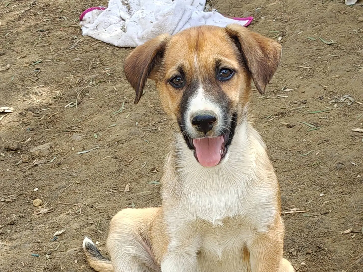 Vuoi adottare un cane a Trapani?