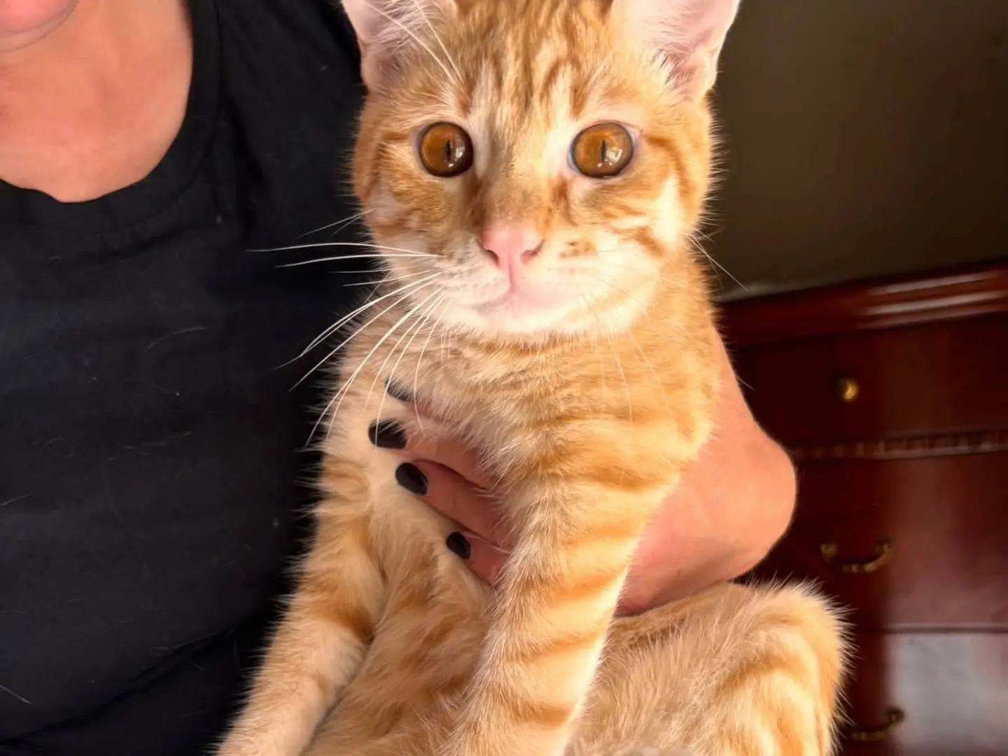 Adotta un gatto, maschio, 7 mesi, Bari