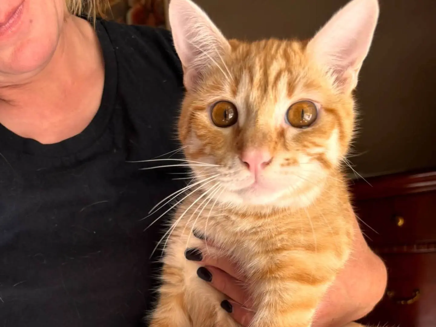 Adotta un gatto, taglia non valida, maschio, Bari