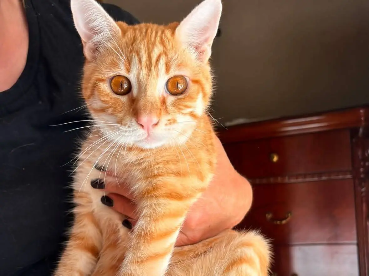 Adozione gatto, maschio, Razza sconosciuta Razza sconosciuta, 7 mesi, taglia non valida, Bari