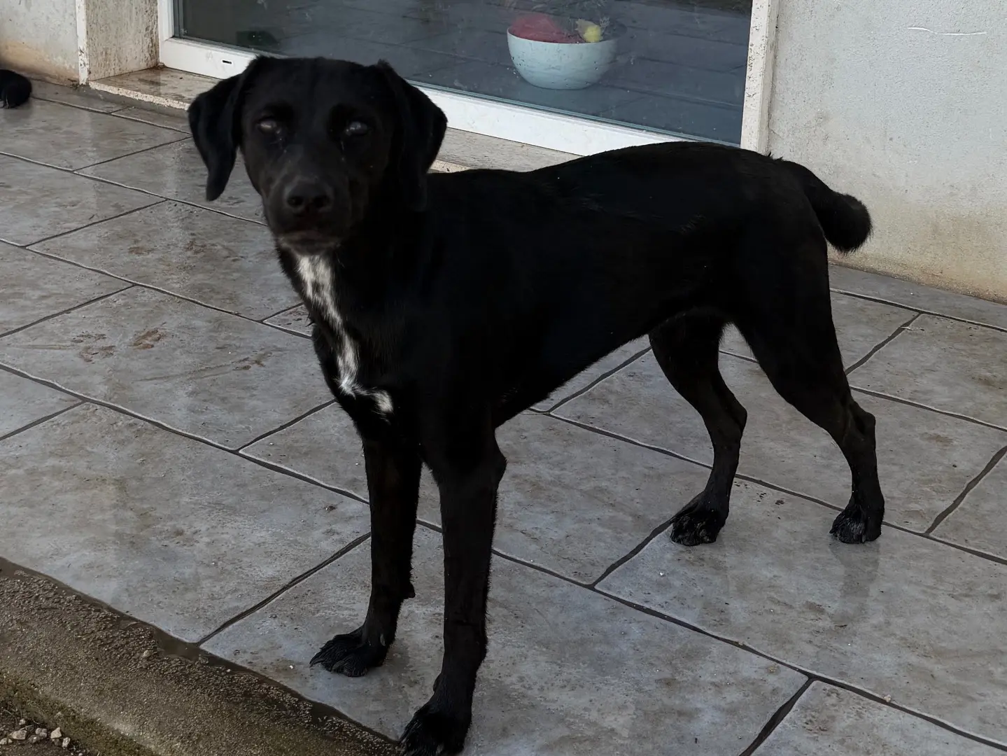 Adozione cane, femmina, Razza sconosciuta Razza sconosciuta, 1 anno e 3 mesi, taglia media contenuta, Bari