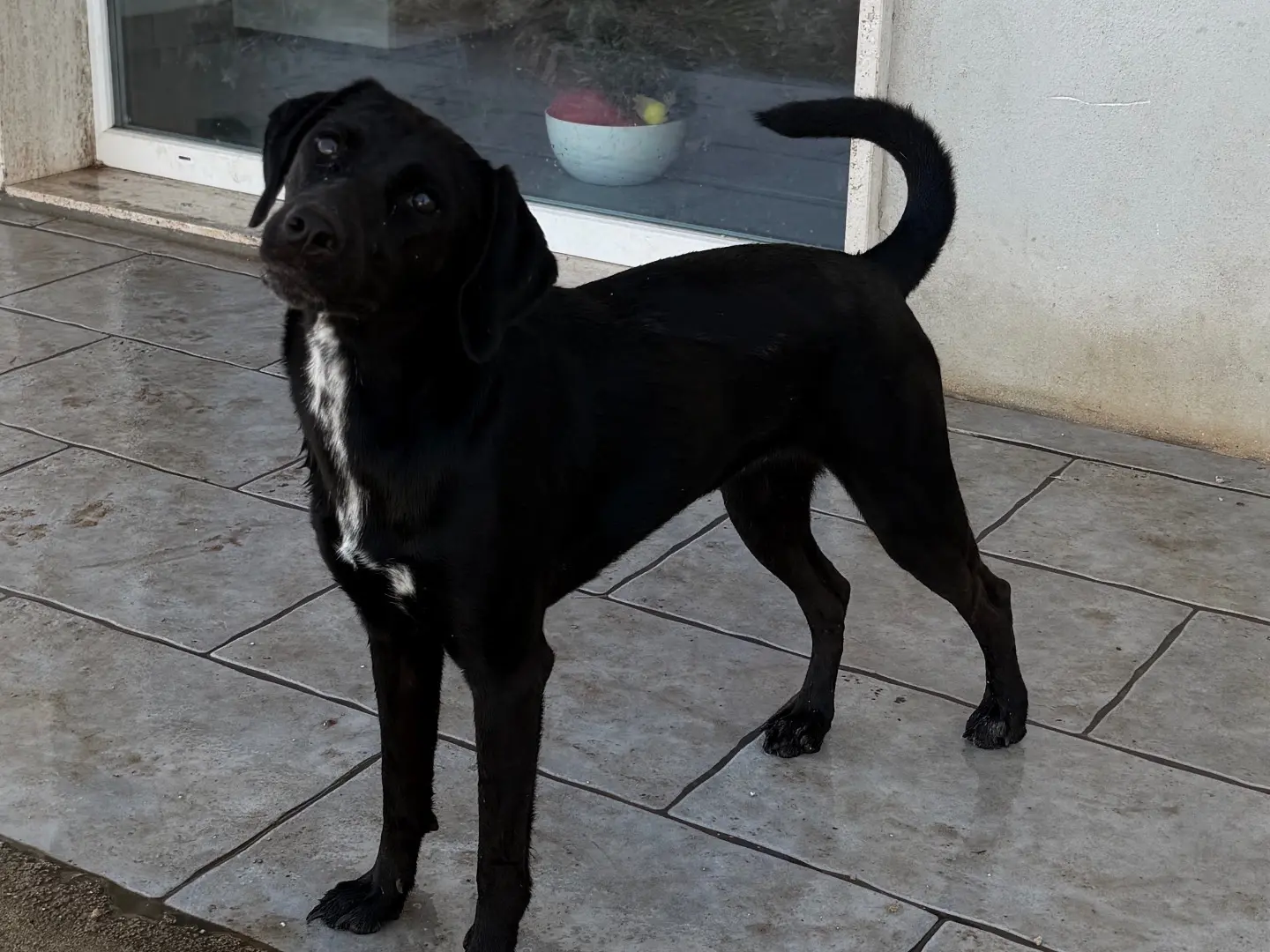 Adotta un cane, femmina, 1 anno e 3 mesi, Bari
