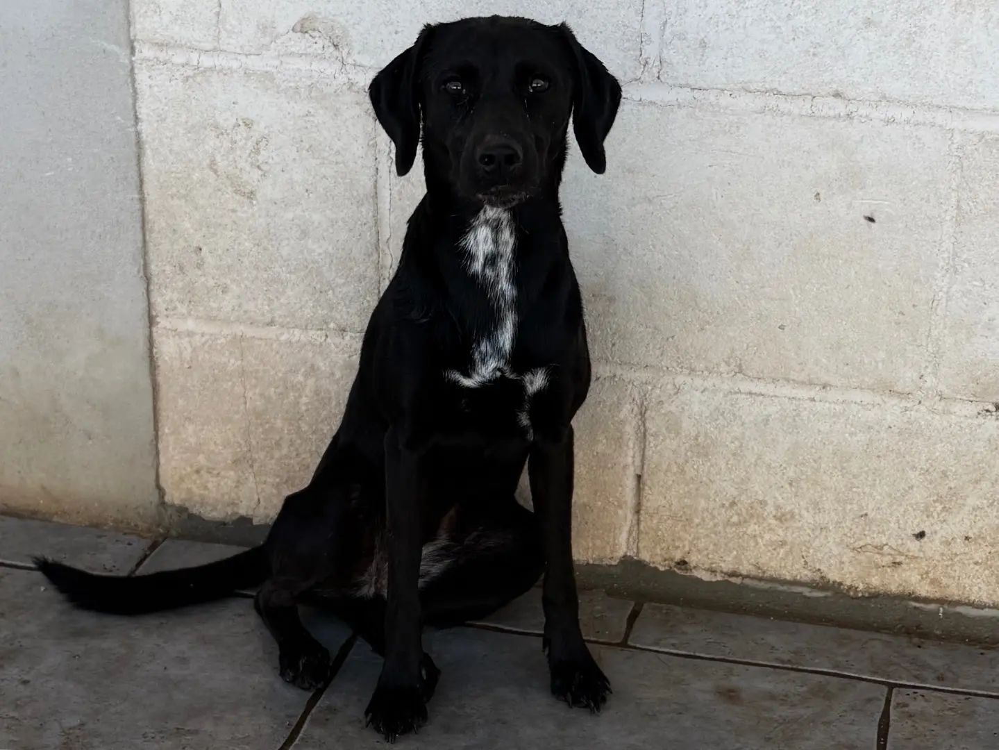 Adotta un cane, taglia media contenuta, femmina, Bari