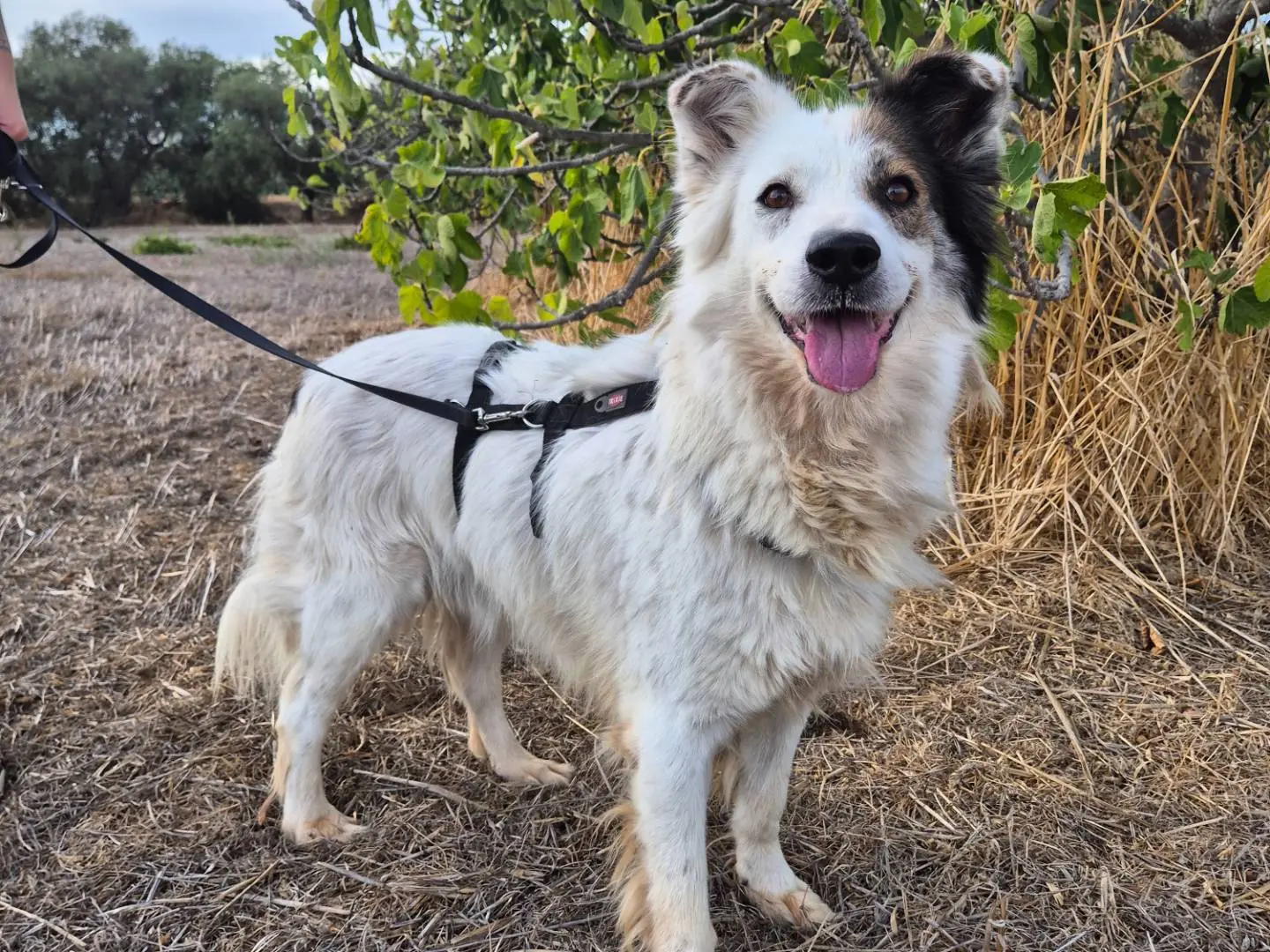 Adozione cane, maschio, Border Collie Pastore australiano, 8 anni e 5 mesi, taglia media, Barletta