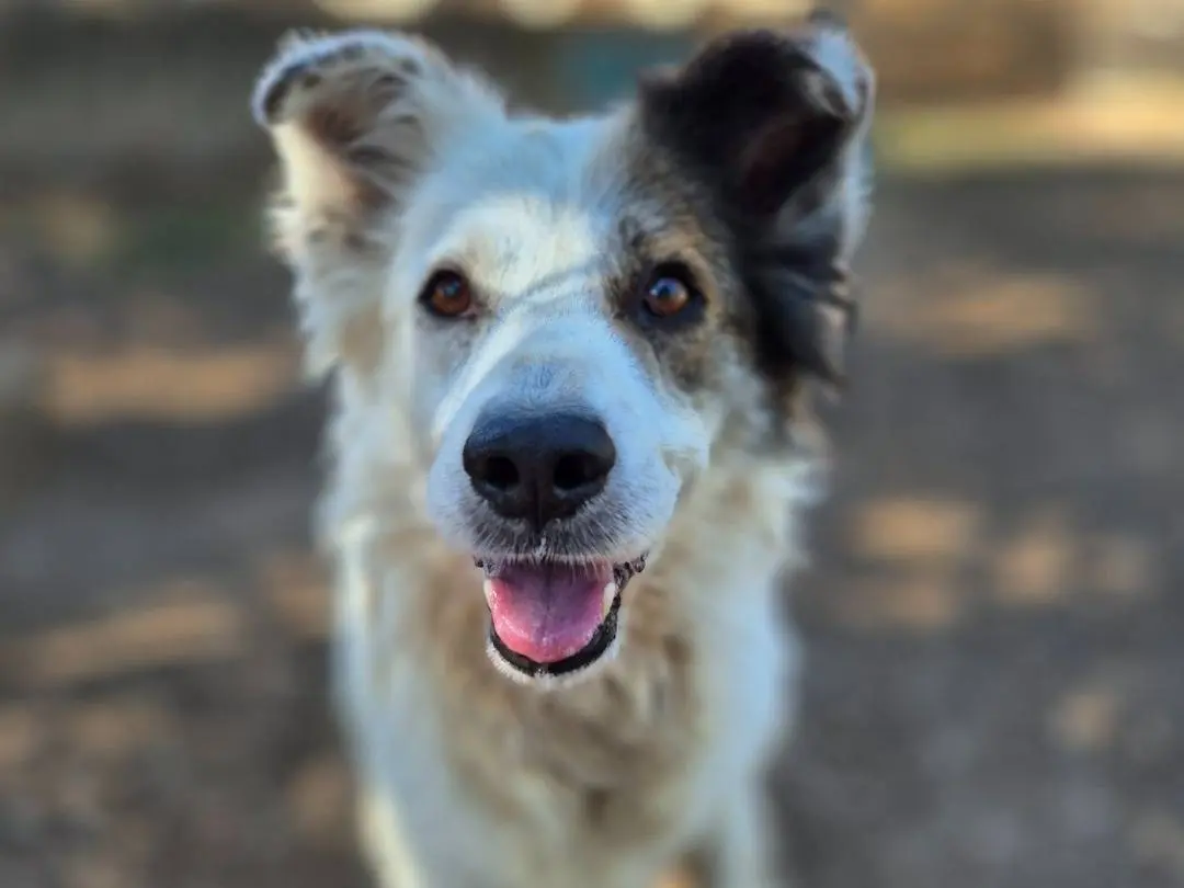 Adotta un cane, maschio, 8 anni e 5 mesi, Barletta