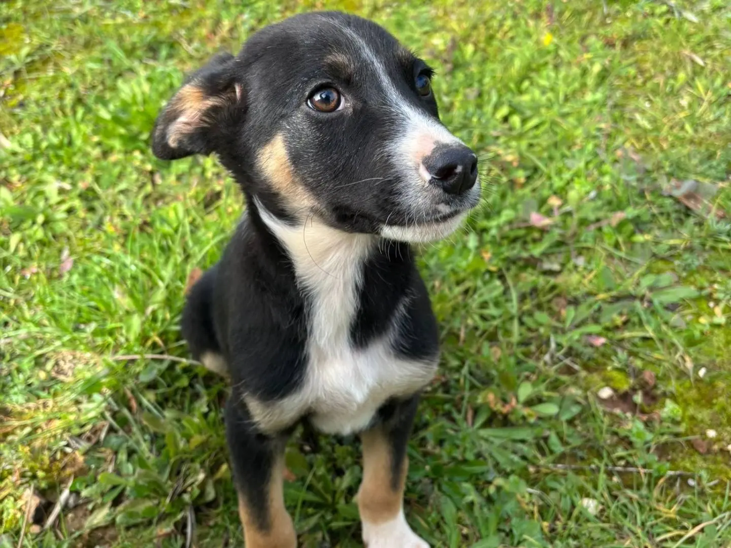 Adotta un cane, maschio, 11 mesi, Taranto