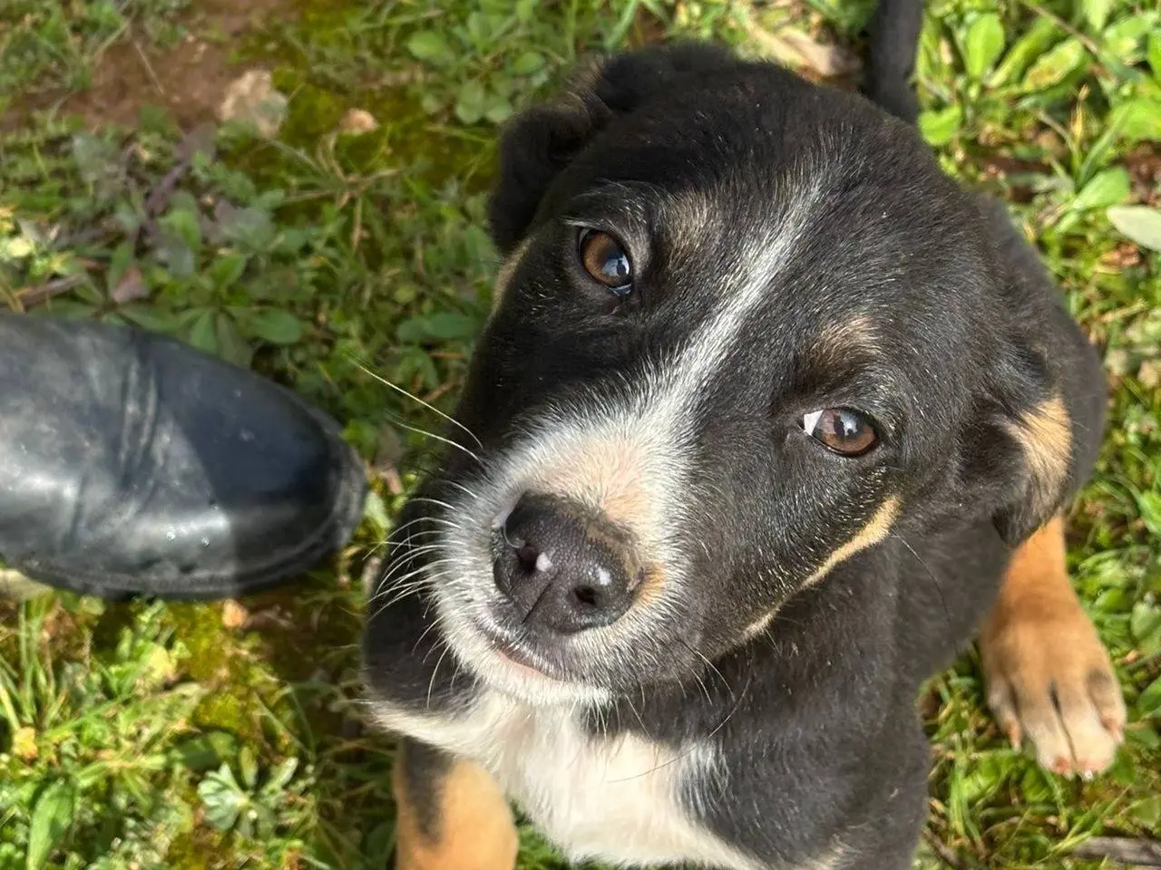 Adozione cane, maschio, Razza sconosciuta Razza sconosciuta, 11 mesi, taglia media contenuta, Taranto