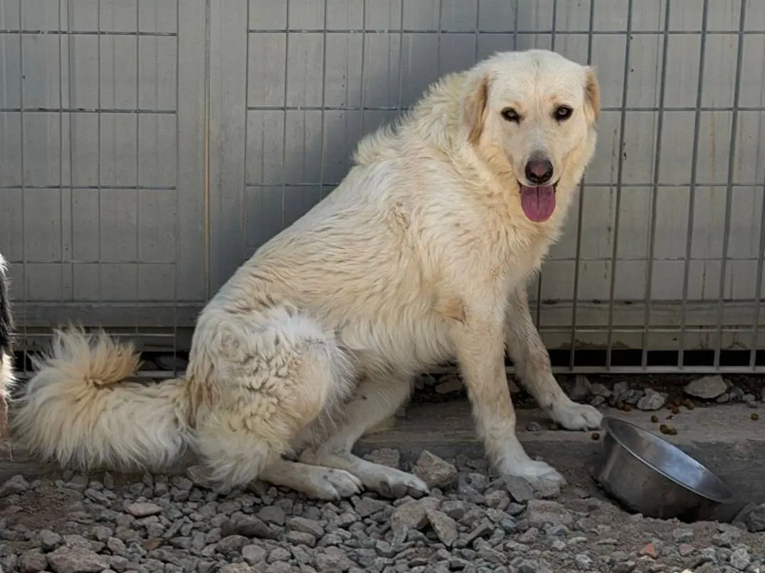 Adozione cane, femmina, Razza sconosciuta Razza sconosciuta, 2 anni e 7 mesi, taglia grande, Sassari