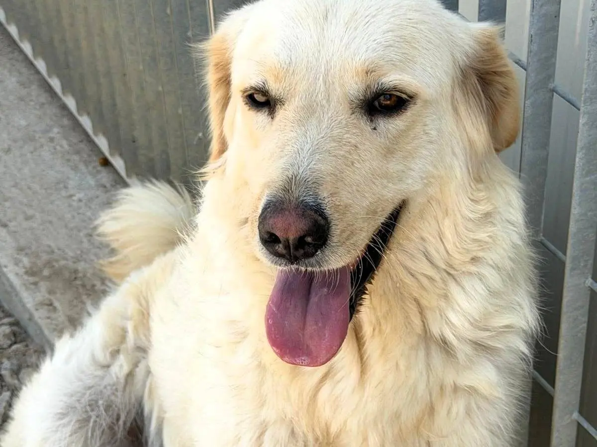 Vuoi adottare un cane a Sassari?