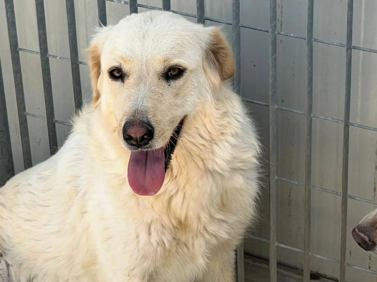 Adotta un cane, femmina, 2 anni e 7 mesi, Sassari