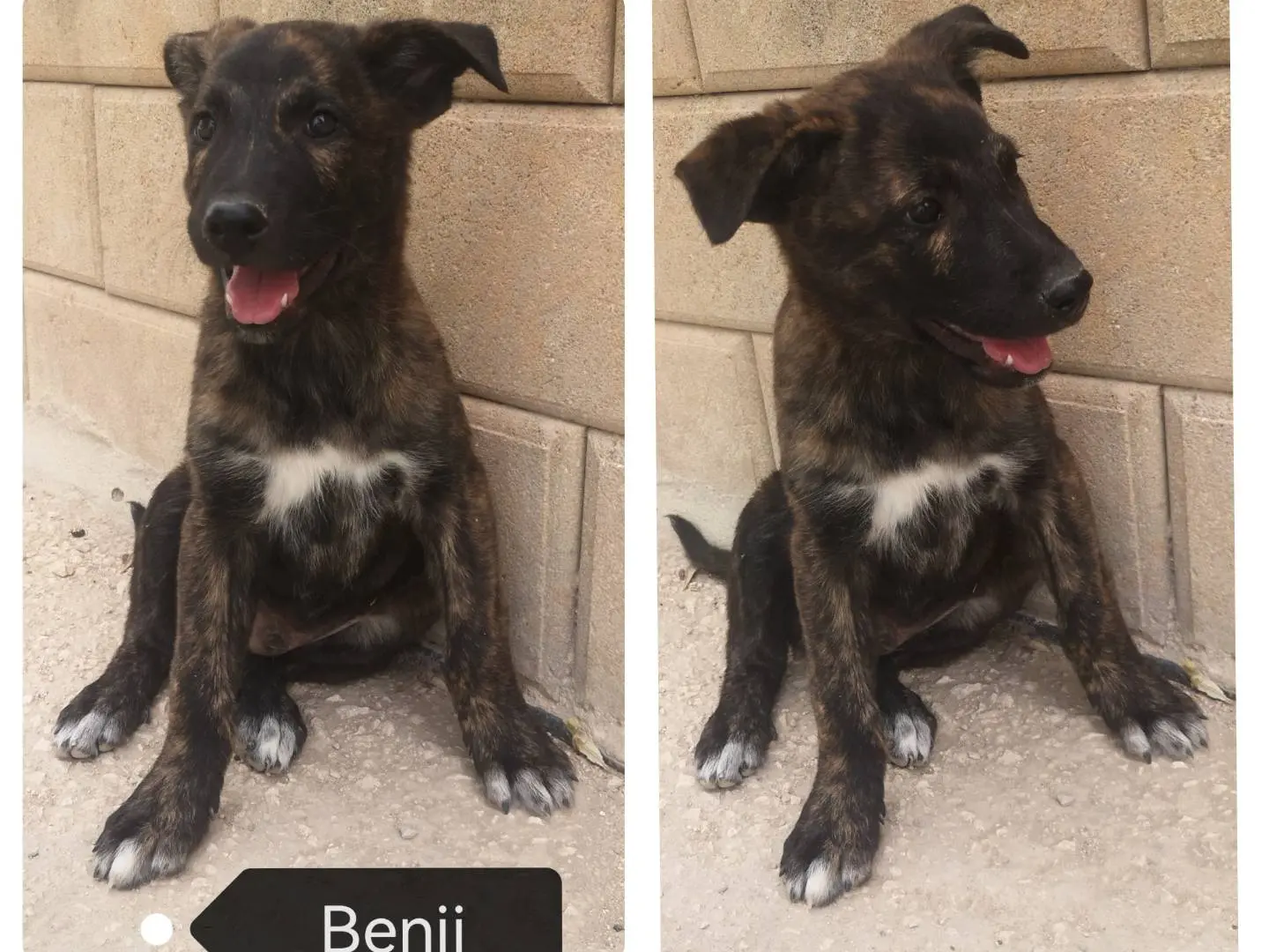 Adozione cane, maschio, Pastore tedesco, 2 anni e 7 mesi, taglia media, Siracusa