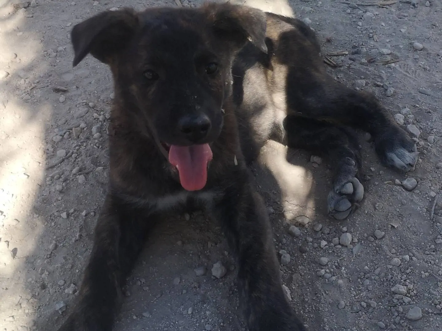 Adotta un cane, maschio, 2 anni e 7 mesi, Siracusa