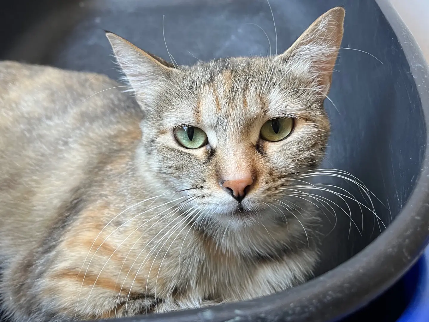 Adozione gatto, femmina, Razza sconosciuta Razza sconosciuta, 1 anno e 9 mesi, taglia non valida, Padova