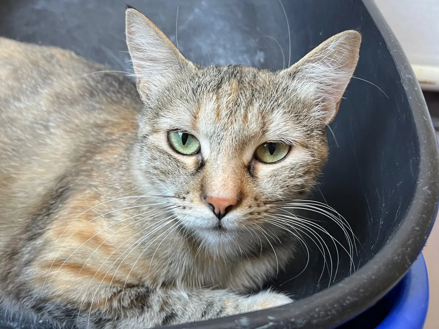 Adotta un gatto, femmina, 1 anno e 9 mesi, Padova