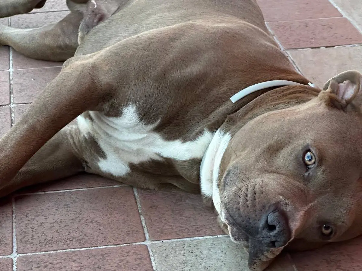 Adotta un cane, maschio, 2 anni e 10 mesi, Campobasso