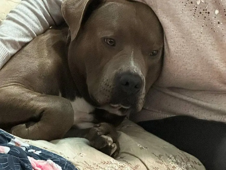 Adotta un cane, taglia grande, maschio, Campobasso