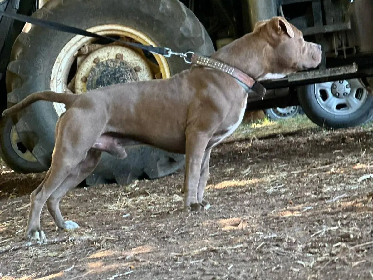 Vuoi adottare un cane a Campobasso?