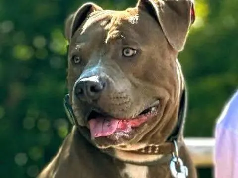 Adozione cane, maschio, American Staffordshire Terrier Razza sconosciuta, 2 anni e 10 mesi, taglia grande, Campobasso