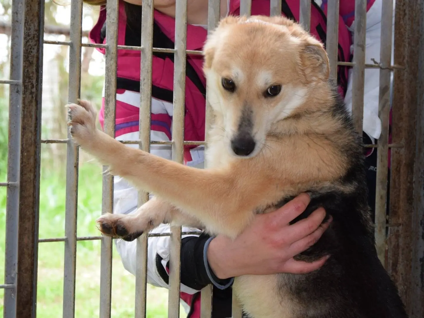 Adozione cane, femmina, Razza sconosciuta Razza sconosciuta, 5 anni e 11 mesi, taglia media contenuta, Chieti