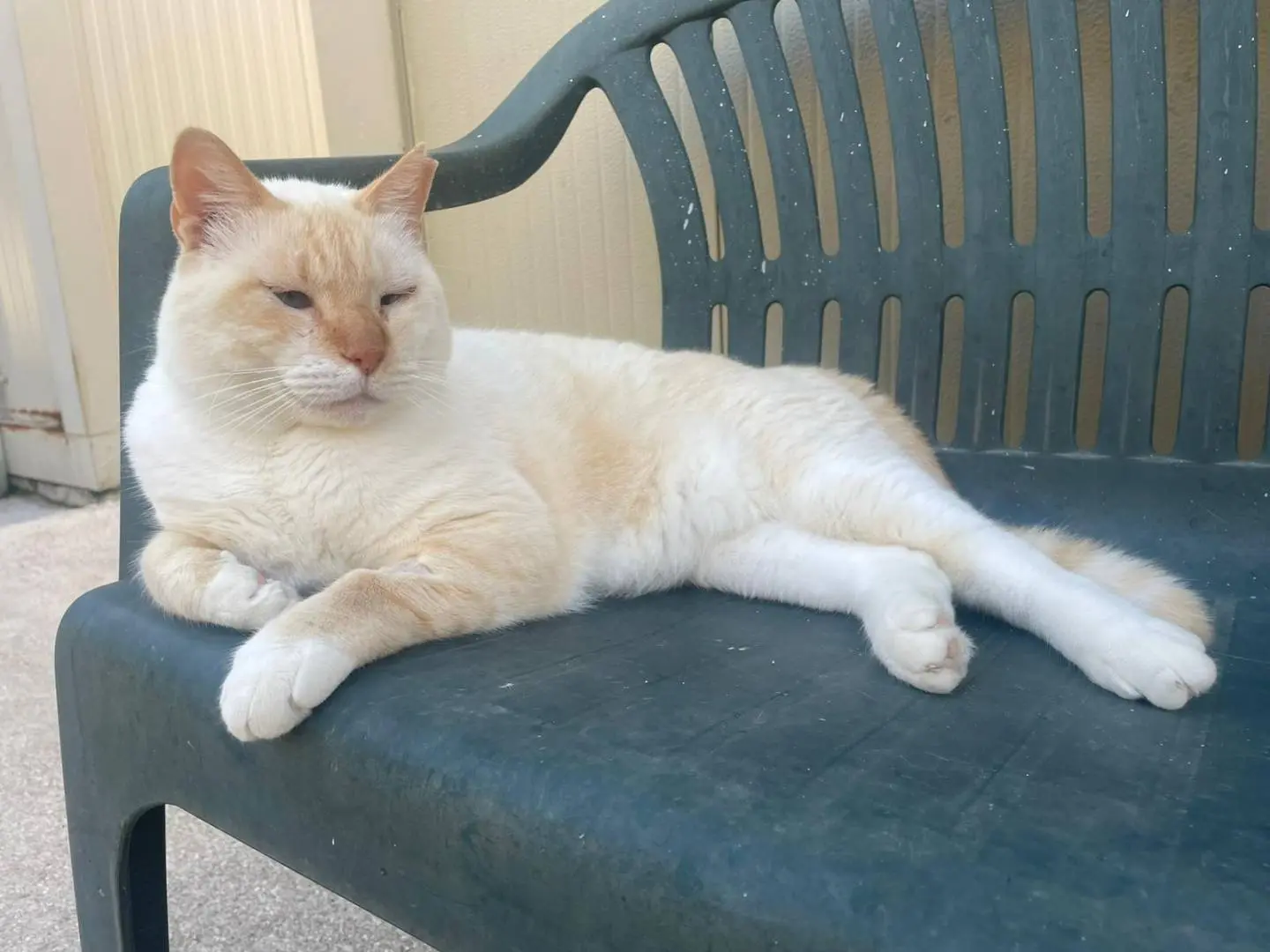 Adozione gatto, maschio, Razza sconosciuta Razza sconosciuta, 5 anni e 5 mesi, taglia non valida, Terni