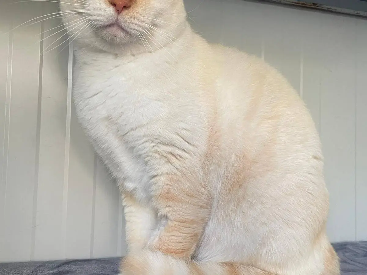 Adotta un gatto, maschio, 5 anni e 5 mesi, Terni