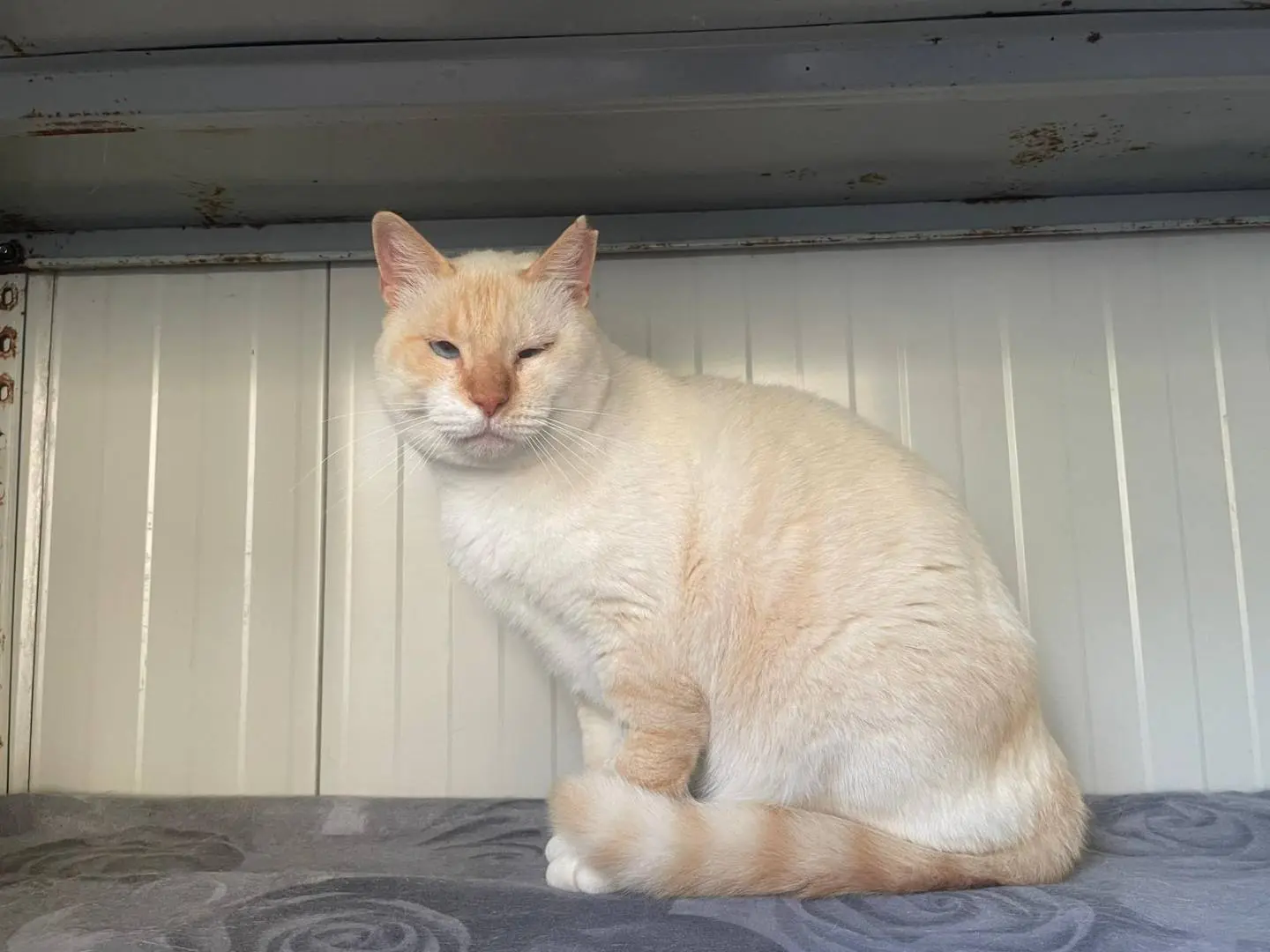 Vuoi adottare un gatto a Terni?
