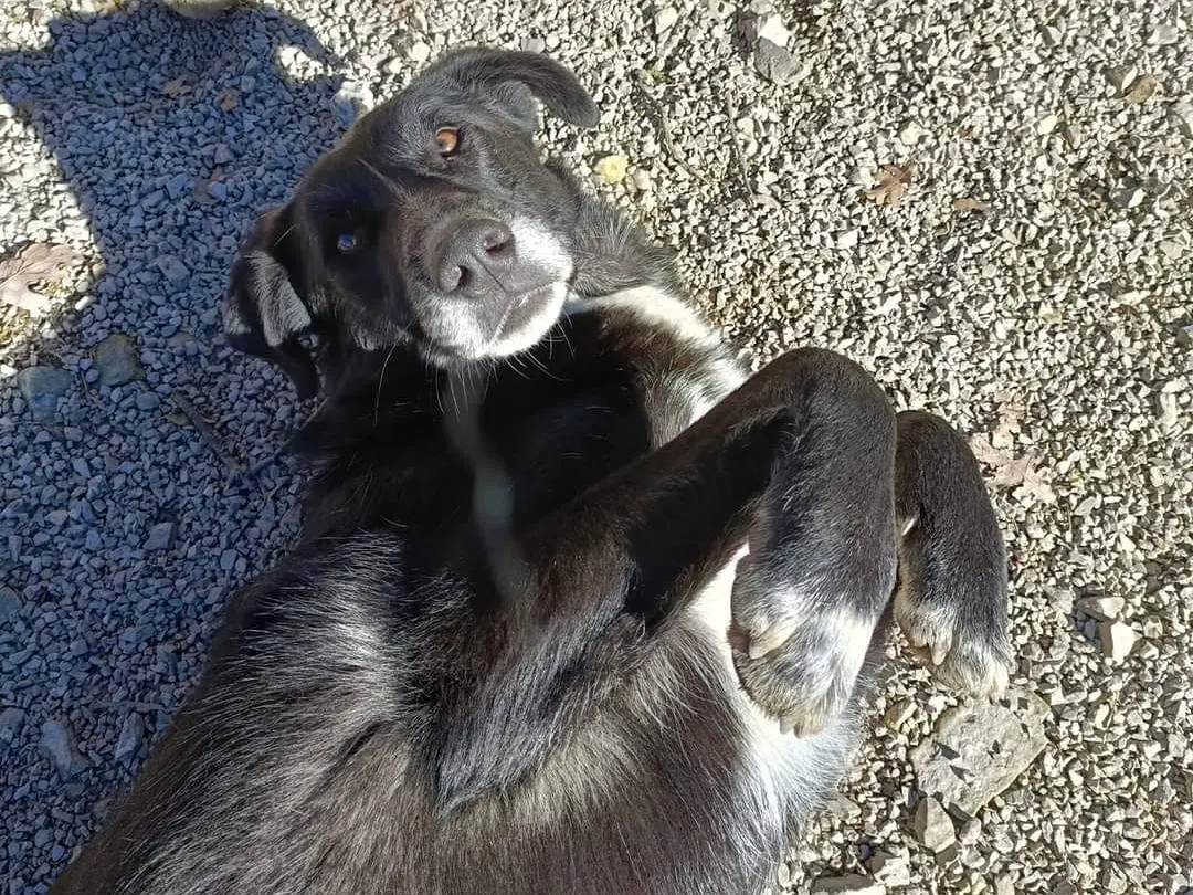 Foto 2 dell'animale