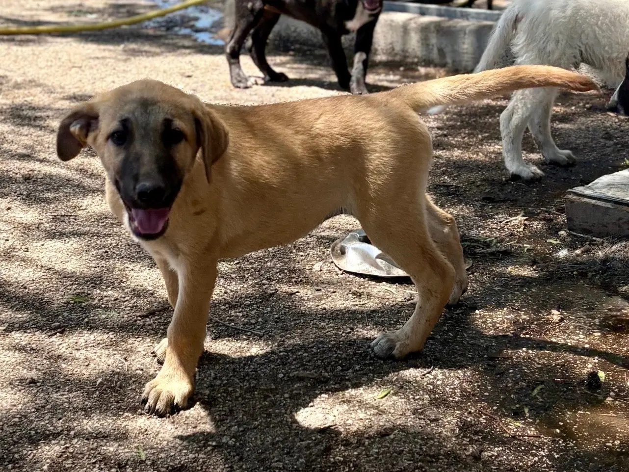 Adozione cane, femmina, Razza sconosciuta Razza sconosciuta, 6 mesi, taglia media, Foggia