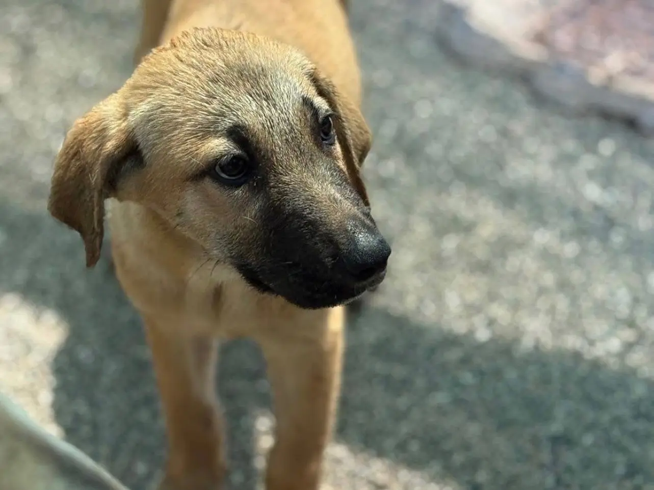 Adotta un cane, femmina, 6 mesi, Foggia