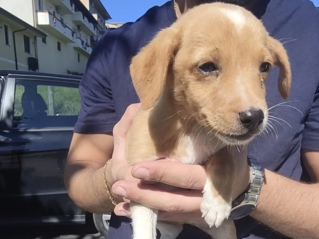 Adozione cane, maschio, Razza sconosciuta Razza sconosciuta, 2 mesi, taglia media, Vibo