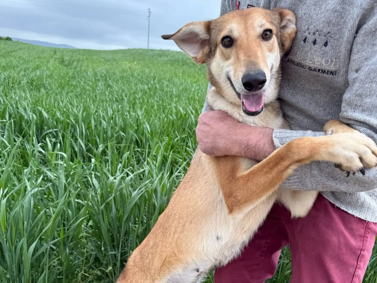Adotta un cane, femmina, 6 anni e 8 mesi, Matera