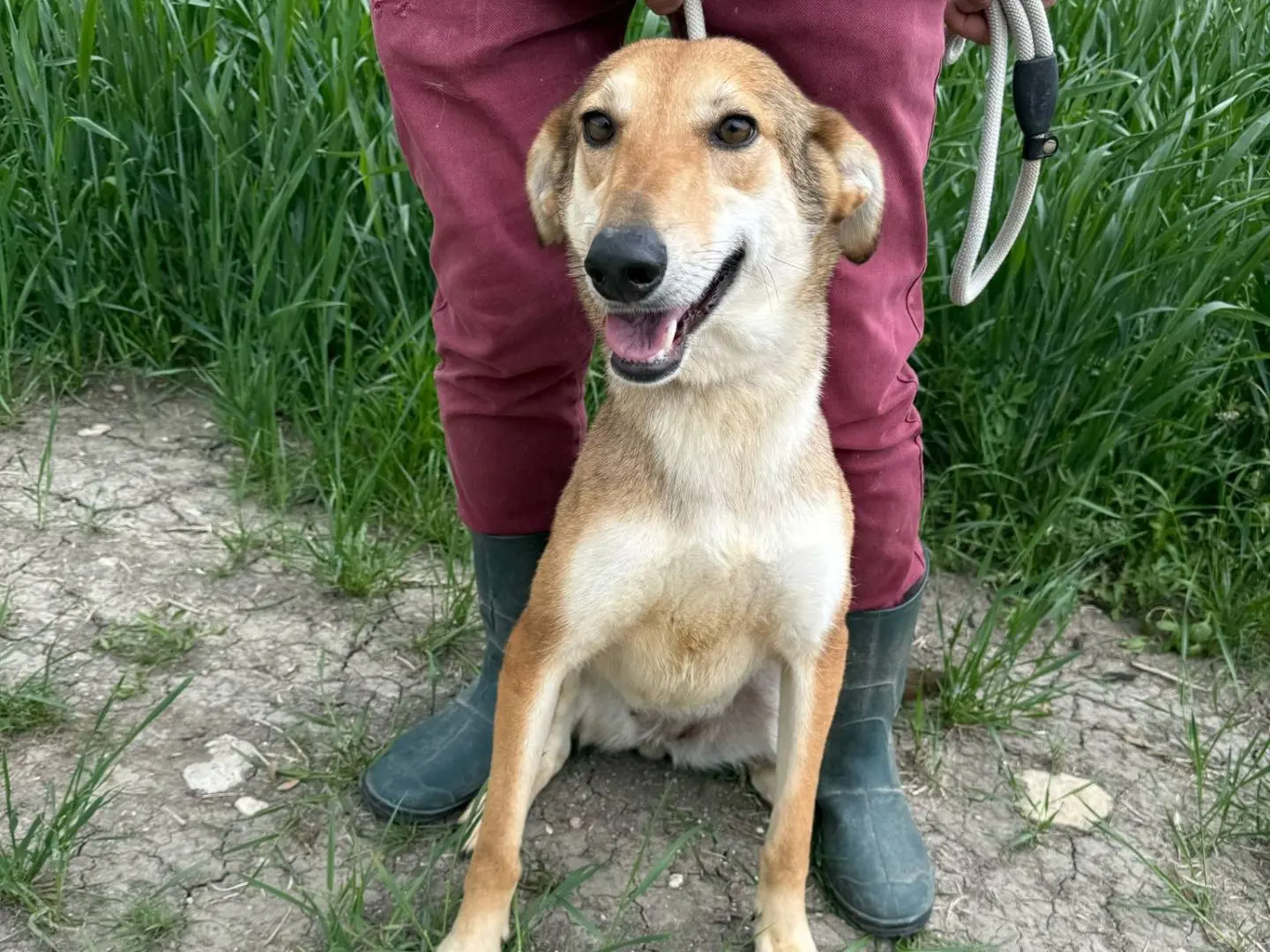Vuoi adottare un cane a Matera?