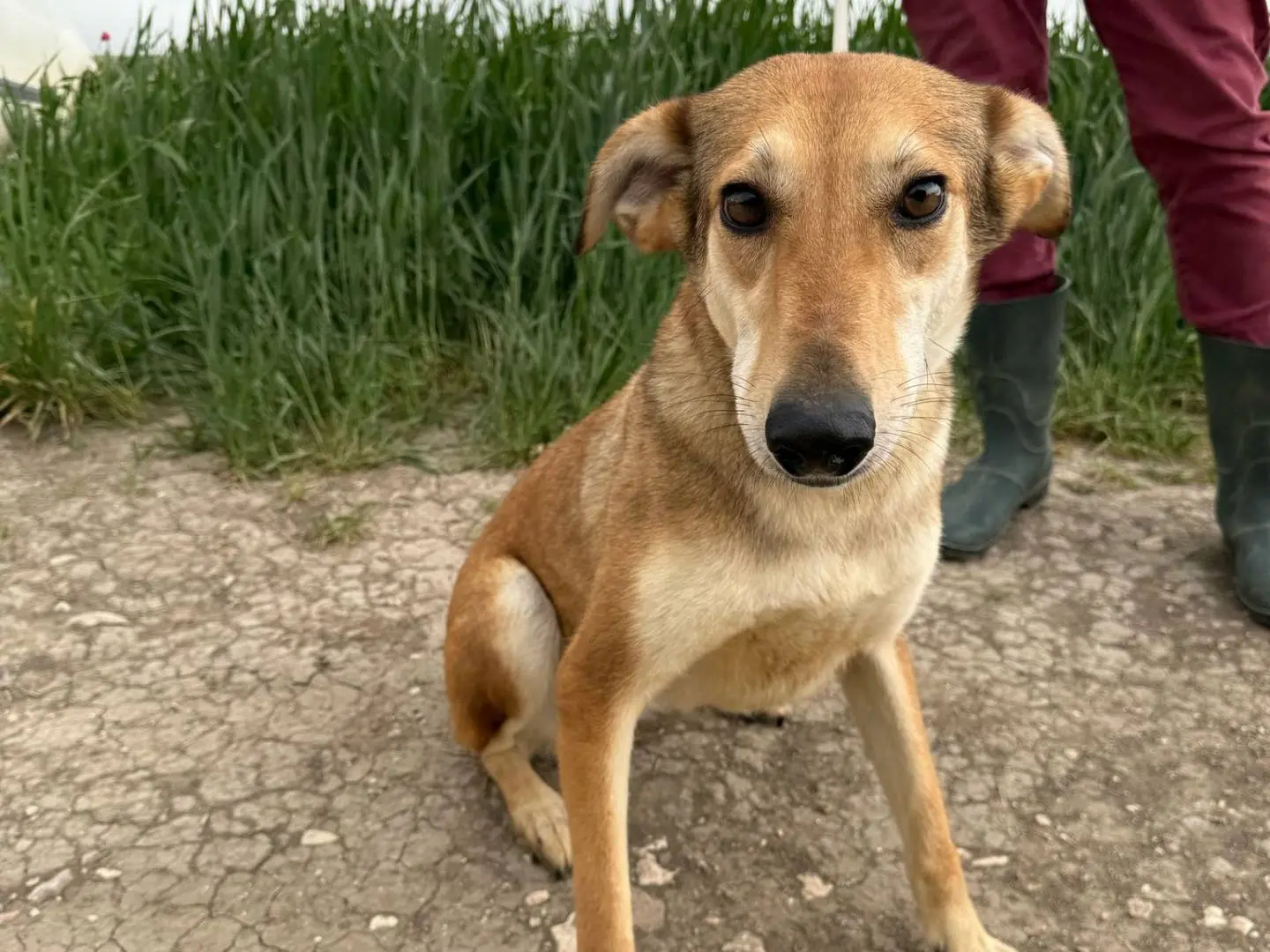 Adozione cane, femmina, Razza sconosciuta Razza sconosciuta, 6 anni e 8 mesi, taglia media, Matera