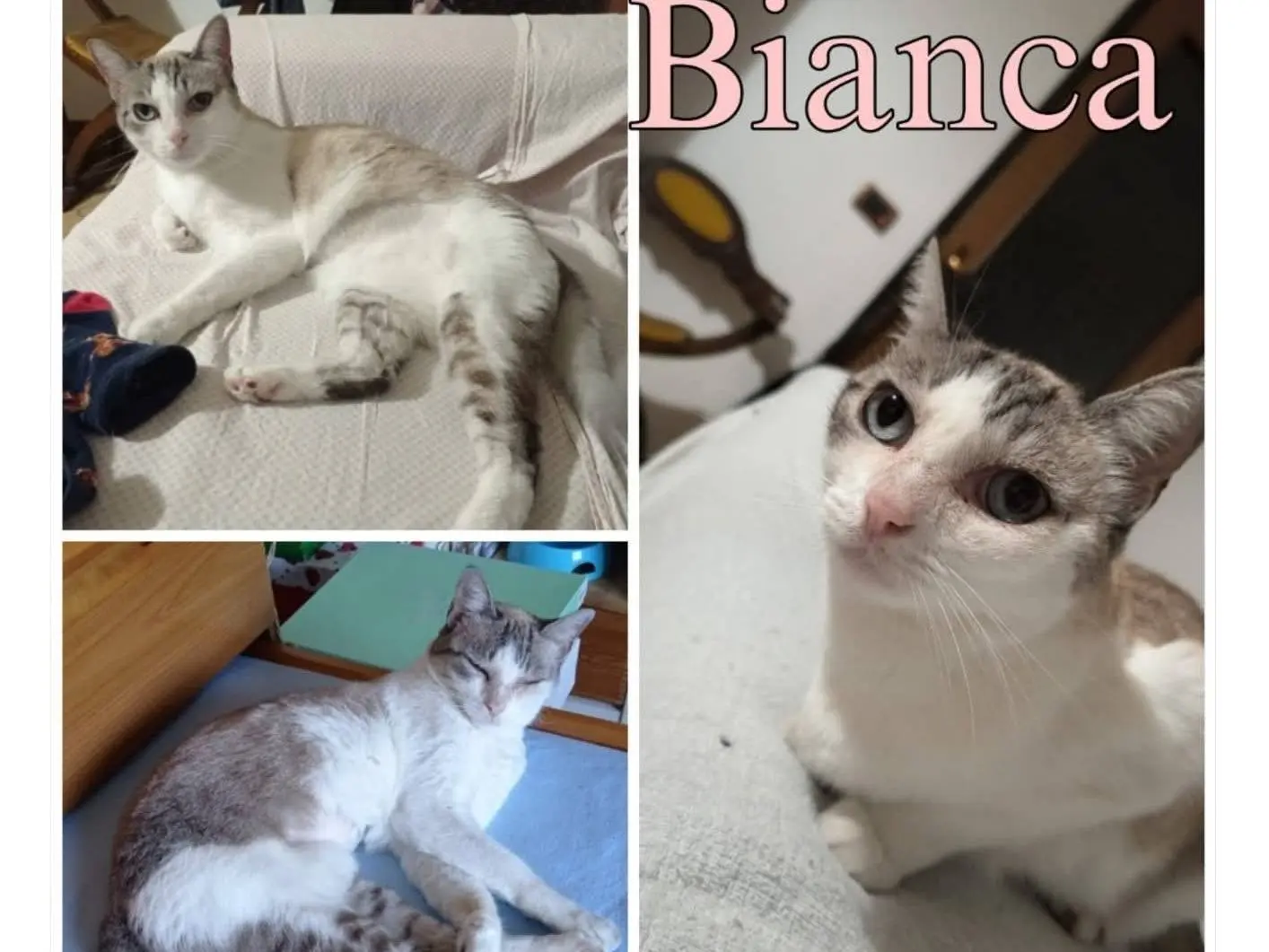 Adozione gatto, femmina, Razza sconosciuta Razza sconosciuta, 5 anni e 6 mesi, taglia non valida, Torino