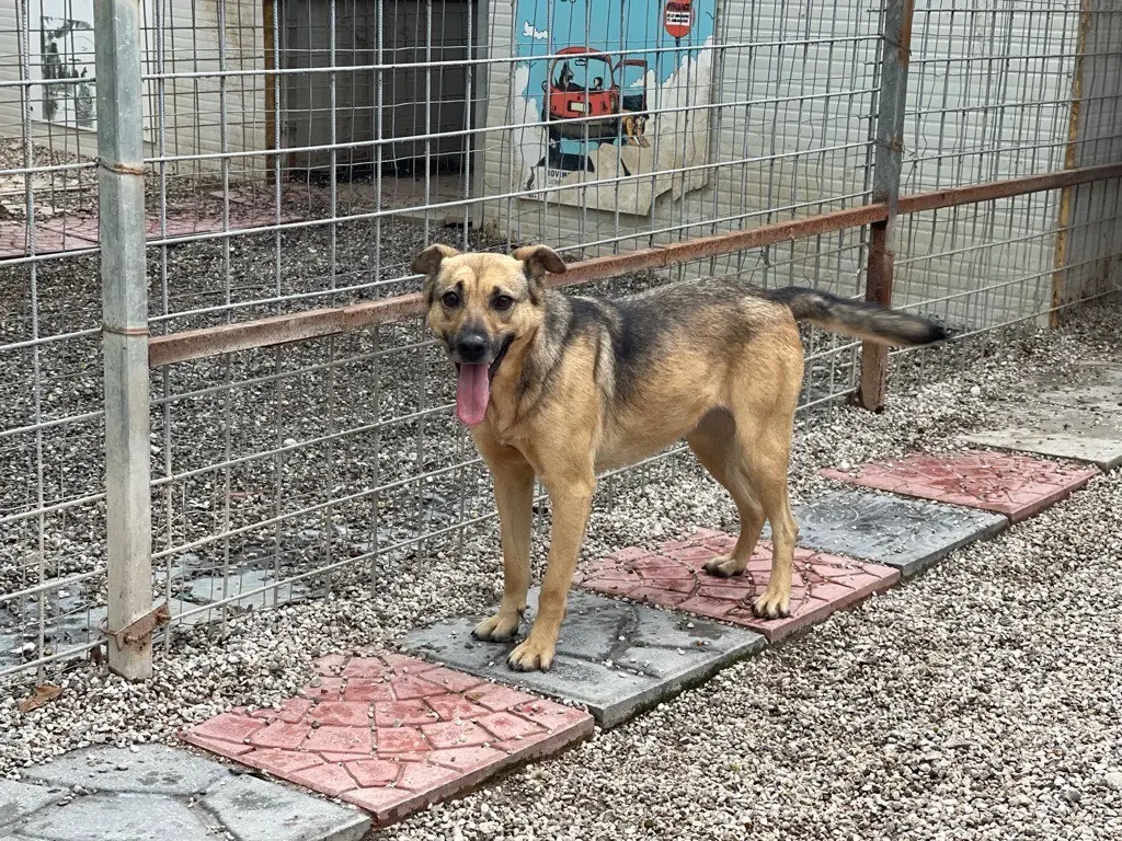 Adotta il cane PAULA a Salerno