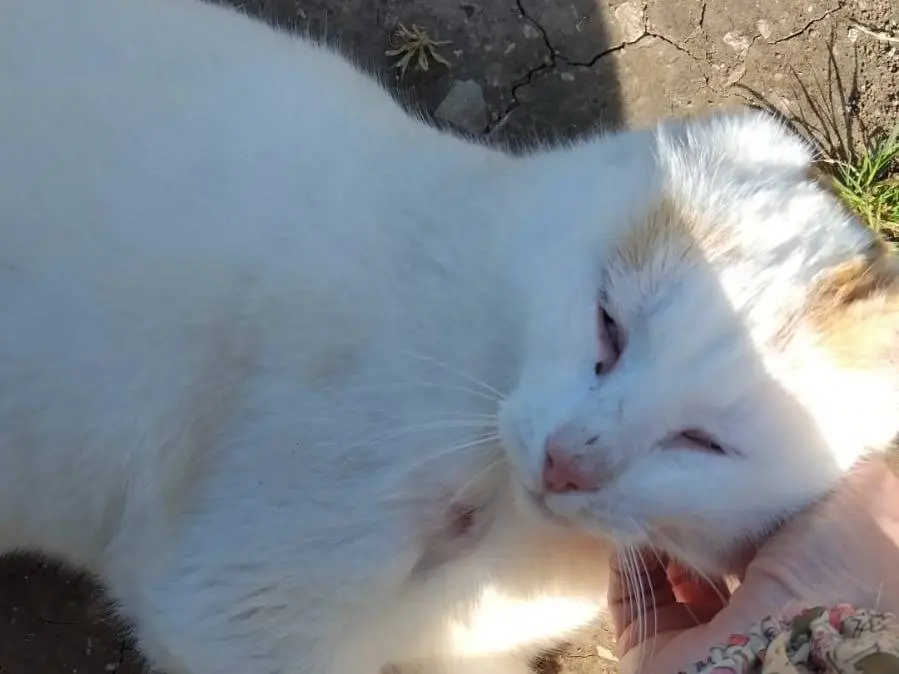 Adotta il gatto UBER a Torino