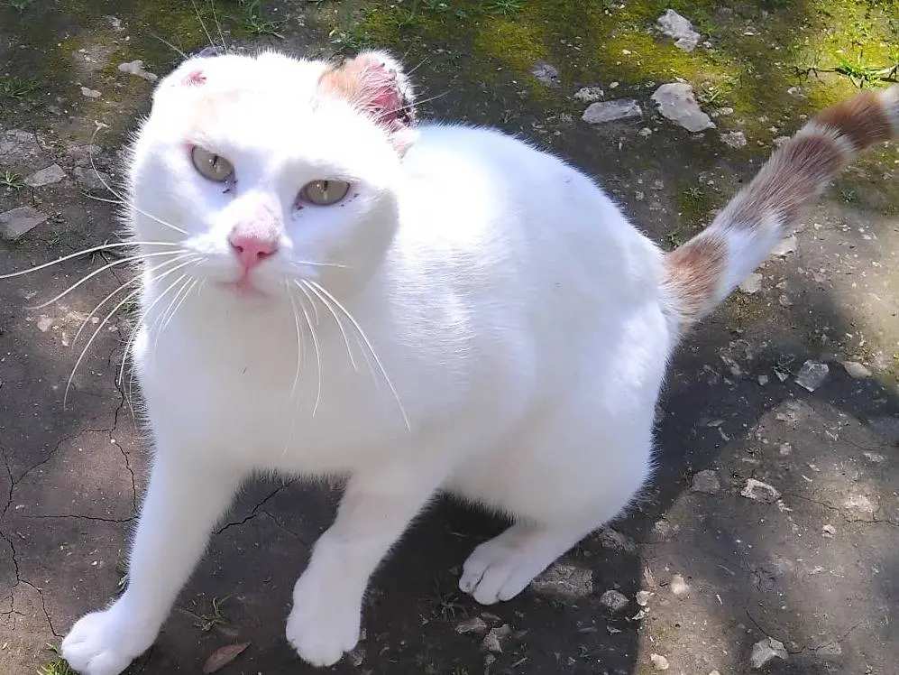 Adozione gatto, maschio, Razza sconosciuta Razza sconosciuta, 2 anni e 4 mesi, taglia non valida, Torino