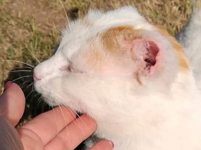 Adotta un gatto, maschio, 2 anni e 4 mesi, Torino