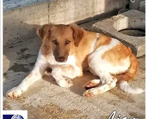 Adozione cane, maschio, Setter Inglese, 5 anni e 5 mesi, taglia media, Torino