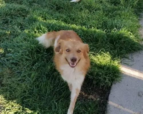 Adotta un cane, maschio, 5 anni e 5 mesi, Torino