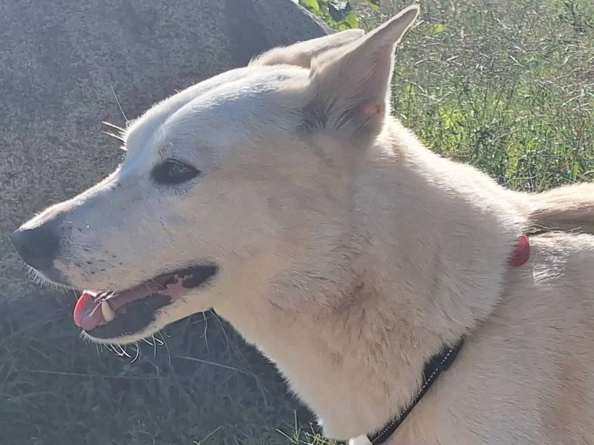 Vuoi adottare un cane a Como?