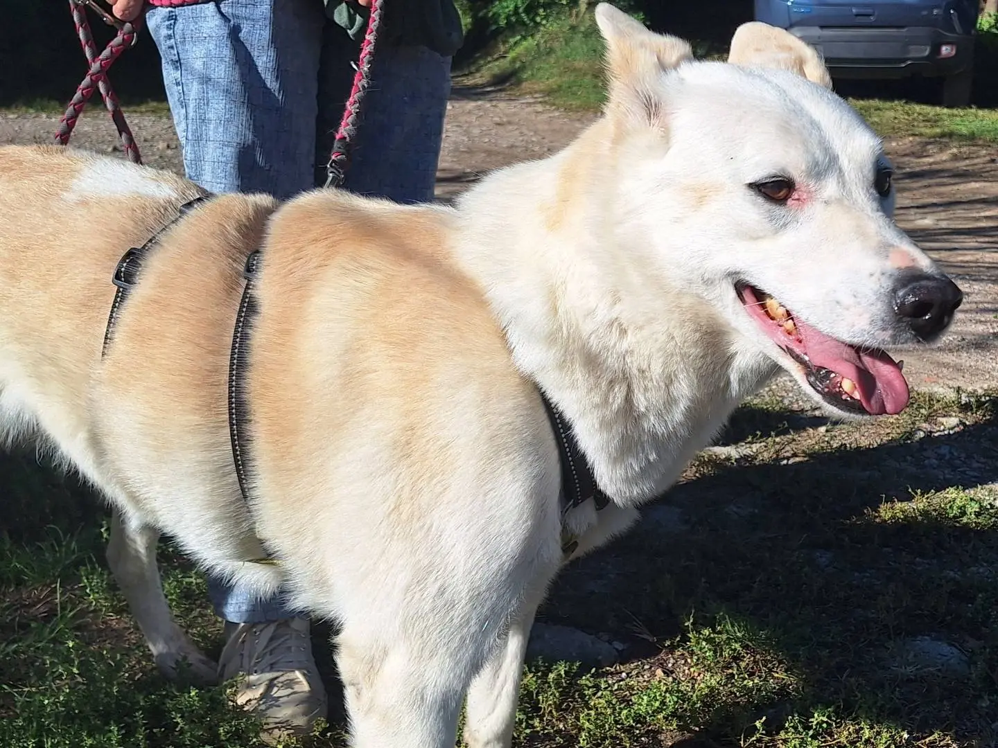 Adotta il cane Camille a Como
