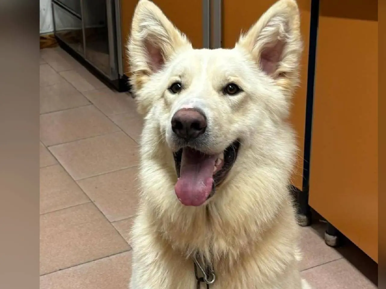 Adozione cane, maschio, Razza sconosciuta Razza sconosciuta, 3 anni e 9 mesi, taglia media, Crotone