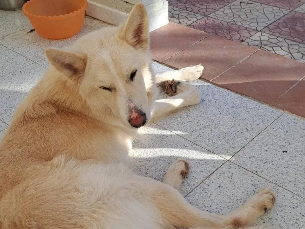 Adotta un cane, maschio, 3 anni e 9 mesi, Crotone