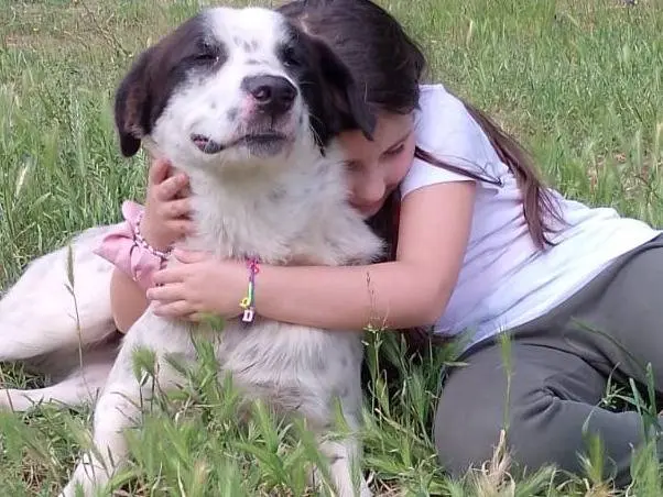 Adotta il cane DILAN a Reggio