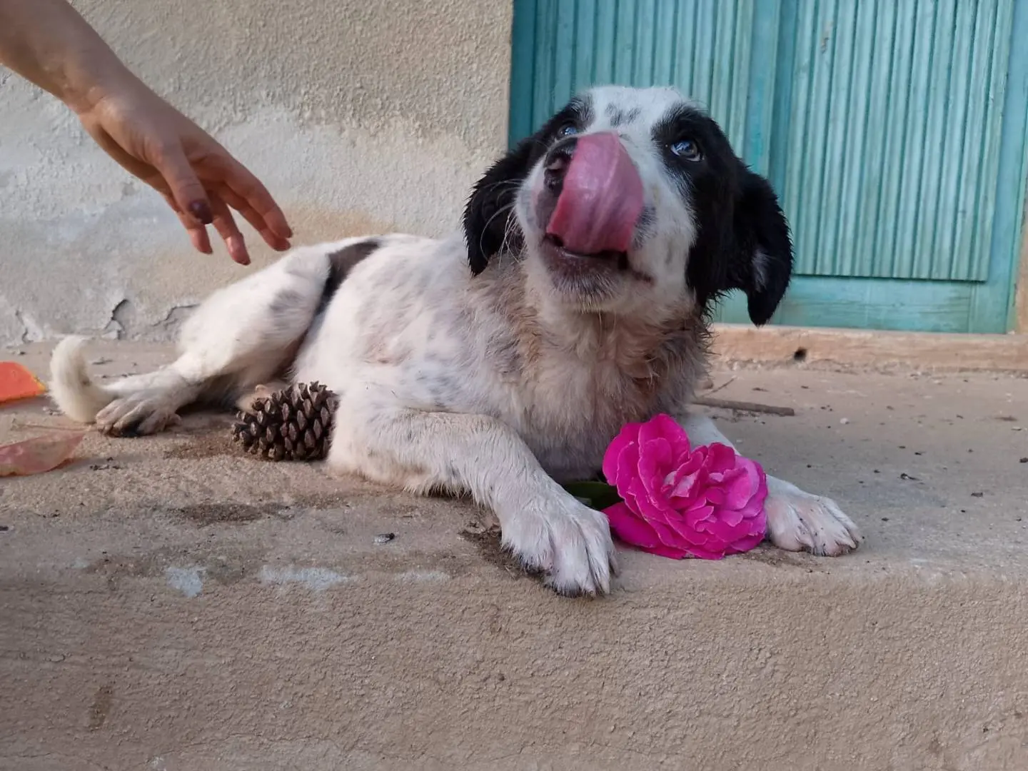 Adotta un cane, maschio, 1 anno e 5 mesi, Reggio