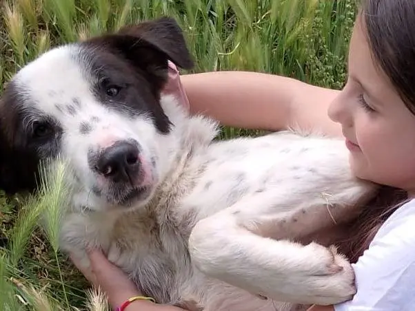Adozione cane, maschio, Razza sconosciuta Razza sconosciuta, 1 anno e 5 mesi, taglia grande, Reggio