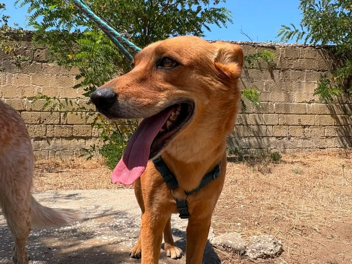 Adotta un cane, taglia media, maschio, Caserta