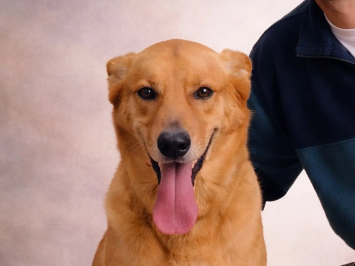 Adozione cane, maschio, Razza sconosciuta Razza sconosciuta, 5 anni e 6 mesi, taglia media, Caserta