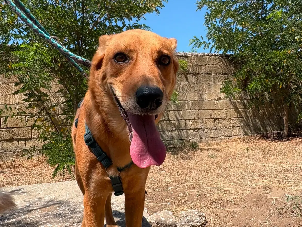 Adotta il cane MIRO a Caserta